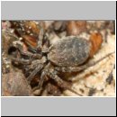 Pompilus cinereus - Wegwespe w51e mit Spinne - Sandgrube Niedringhaussee.jpg